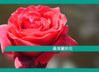 【勵志文章】最美麗的花
