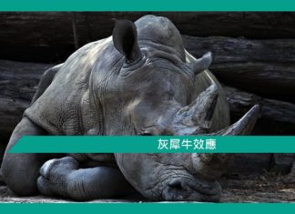 【灰犀牛效應】