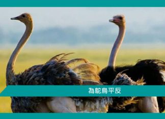 【勵志文章】為鴕鳥平反