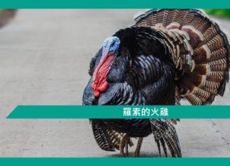 【心理文章】羅素的火雞