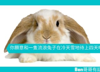【勵志文章】你願意和一隻流浪兔在冷天雪地待上四天嗎?