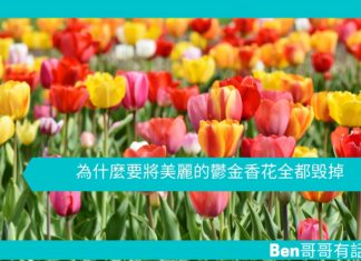 【勵志文章】為什麼要將美麗的鬱金香花全都毁掉